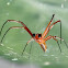 Giant Wood Spider, Golden Web Spider