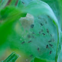 baby spiders in a nursing web