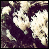 Coral mushroom