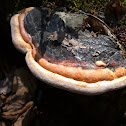 Red-banded Polypore