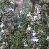 Rosemary - flowering