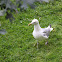 Herring Gull