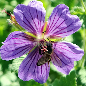 by Bero Planinec - Flowers Flower Gardens