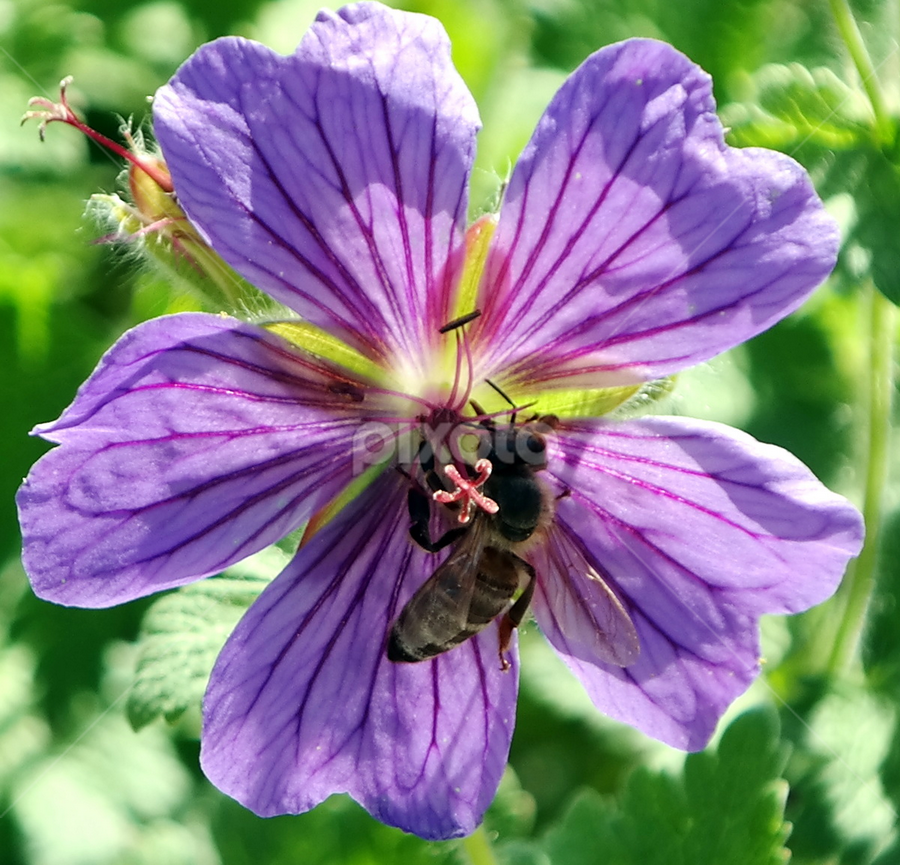 by Bero Planinec - Flowers Flower Gardens
