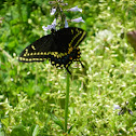 Black swallowtail