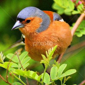 Caffinch by Tim Bennett - Animals Birds