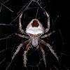 Orb weaver spider