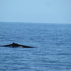 Humpback Whale