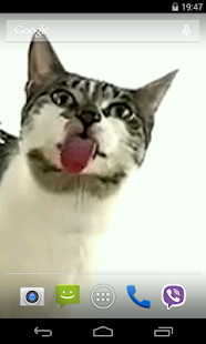 Cat licks glass Video LWP(圖4)-速報App