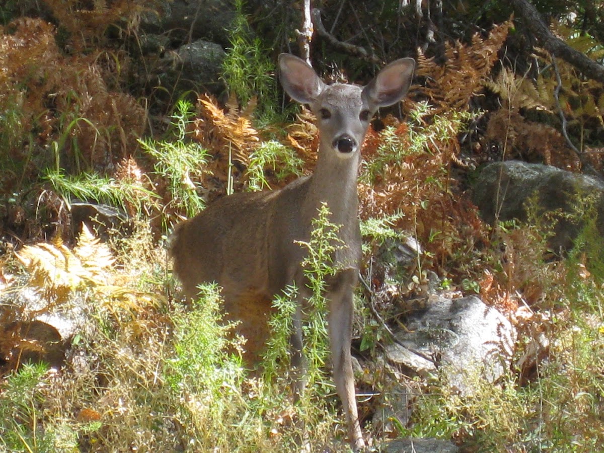 Coues white-tailed deer