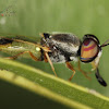 Solidierfly