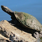 Brisbane Short-necked Turtle