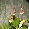 Orquídea miniatura