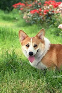 Free Pembroke Welsh Corgi Puzzle APK for Android