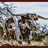 Longhorn Guard by Judy Rosanno -  