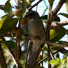 Streaky-Headed Canary