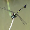 Club Tailed Dragonfly