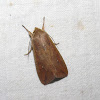 Armyworm Moth