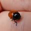 Cylindrical Leaf Beetle