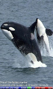 Wild Animals of the Arctic Screenshots 9