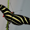 Longwing Zebra Butterfly
