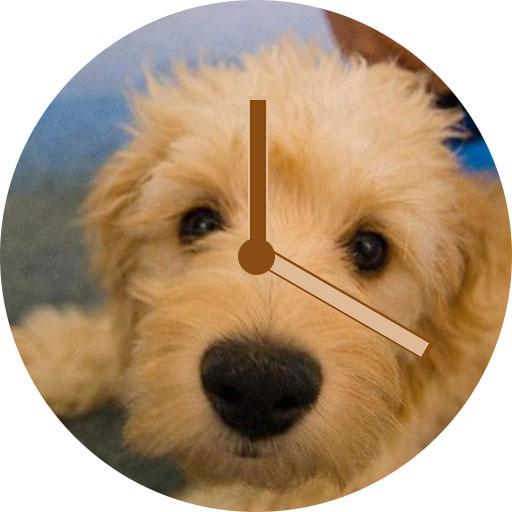 免費下載生活APP|dog watch face app開箱文|APP開箱王