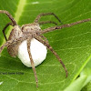 Nursery Web Spider with egg sac