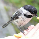 Black-Capped Chickadee