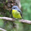 Eastern yellow robin