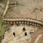 Shield Millipede