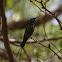 Beautiful Sunbird / Souimanga à longue queue
