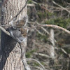 Gray Squirrel