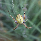 Wasp Spider or Orb-weaving Spider