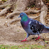 Rock Dove aka domestic pigeon