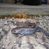 Mole Salamander