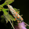 Heliotrope Moth - Utetheisa pulchelloides
