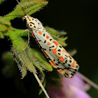 Heliotrope Moth - Utetheisa pulchelloides