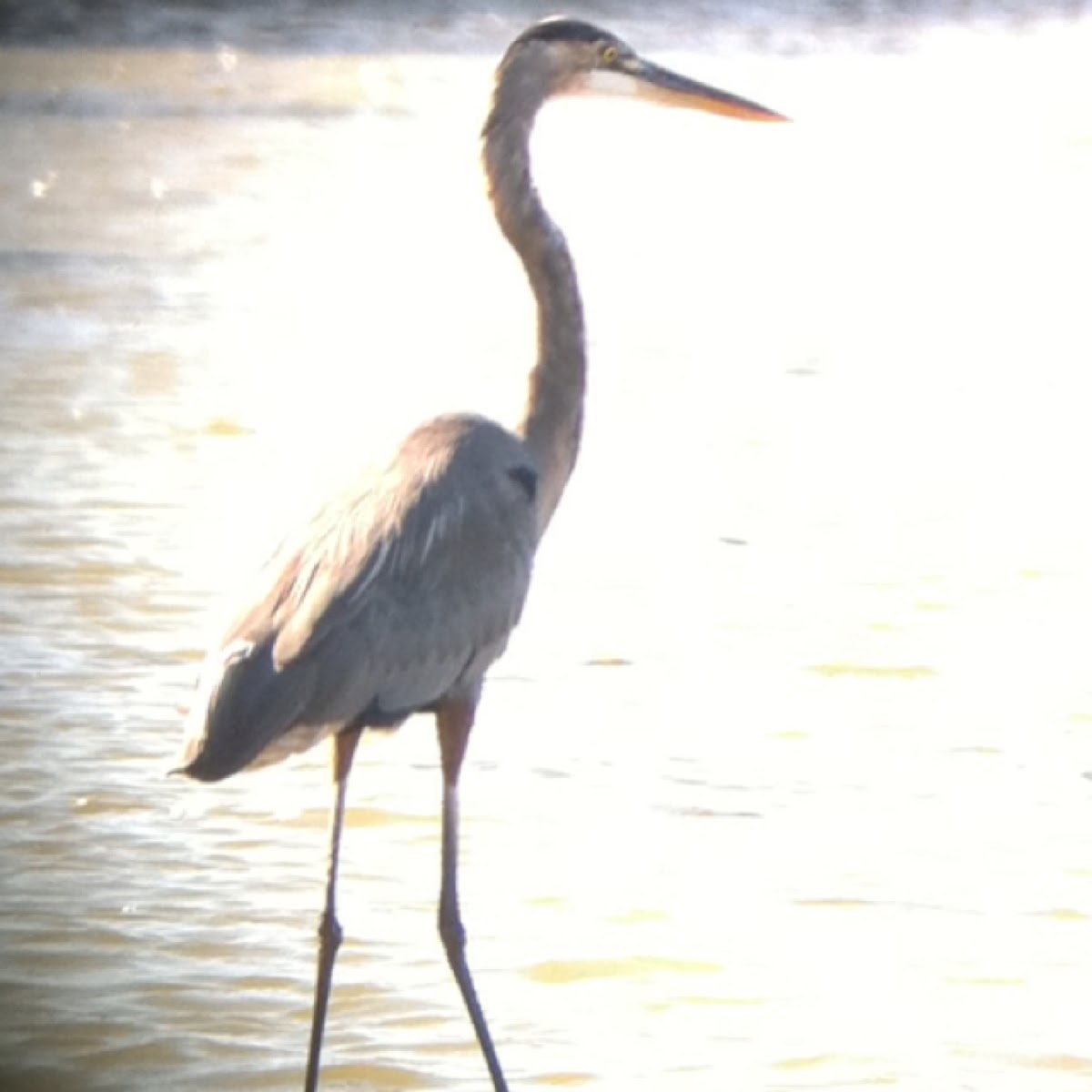 Great Blue Heron