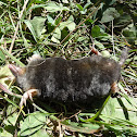 European mole (dead)