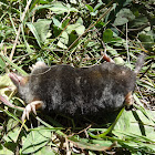 European mole (dead)