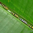 Leafhoppers