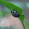 Fifteen-Spotted Lady Beetle