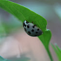 Fifteen-Spotted Lady Beetle