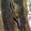 Millipede