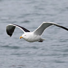 Great Black-backed Gull