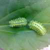 An unknown Caterpillar (एक अज्ञात भंगरा)