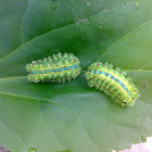An unknown Caterpillar (एक अज्ञात भंगरा)