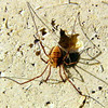 Cellar Spider/Skull Spider