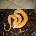 Puff-faced Water Snake (albino)