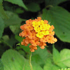 Lantana